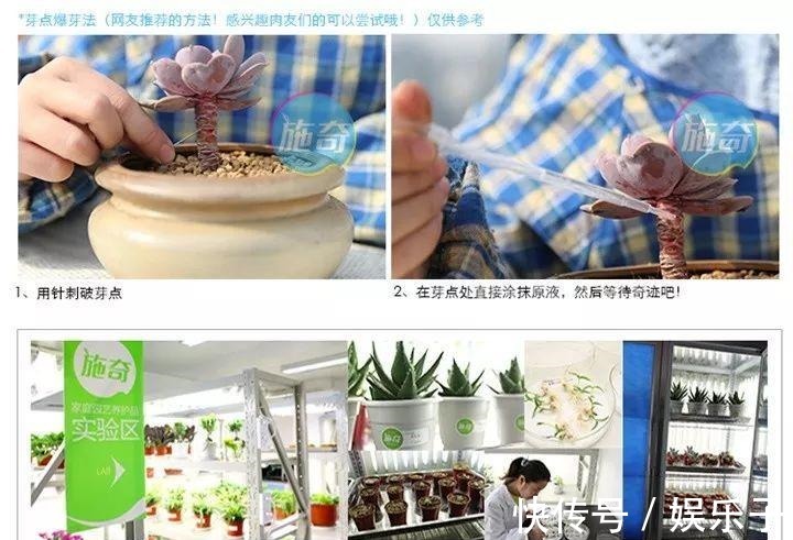 多头多肉|多肉爆盆的4种方法,简单还有效,轻松一盆变多盆!