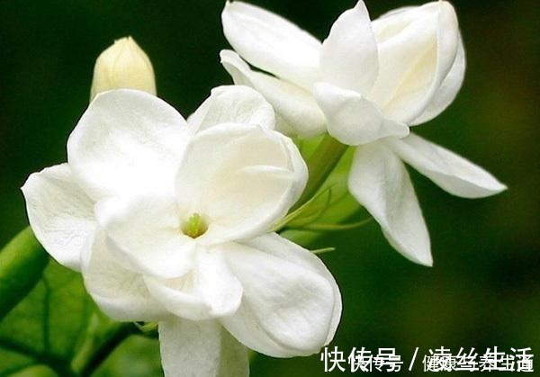 芽土|茉莉想多窜芽土里加“一料”,猛窜芽叶绿如绿,开出层叠群花!