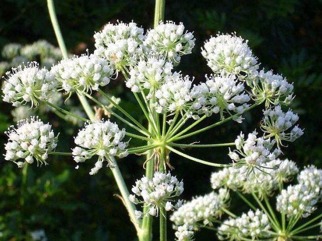 美味|野菜虽美味,生命第一位!3大有毒野菜,外出时最好别采