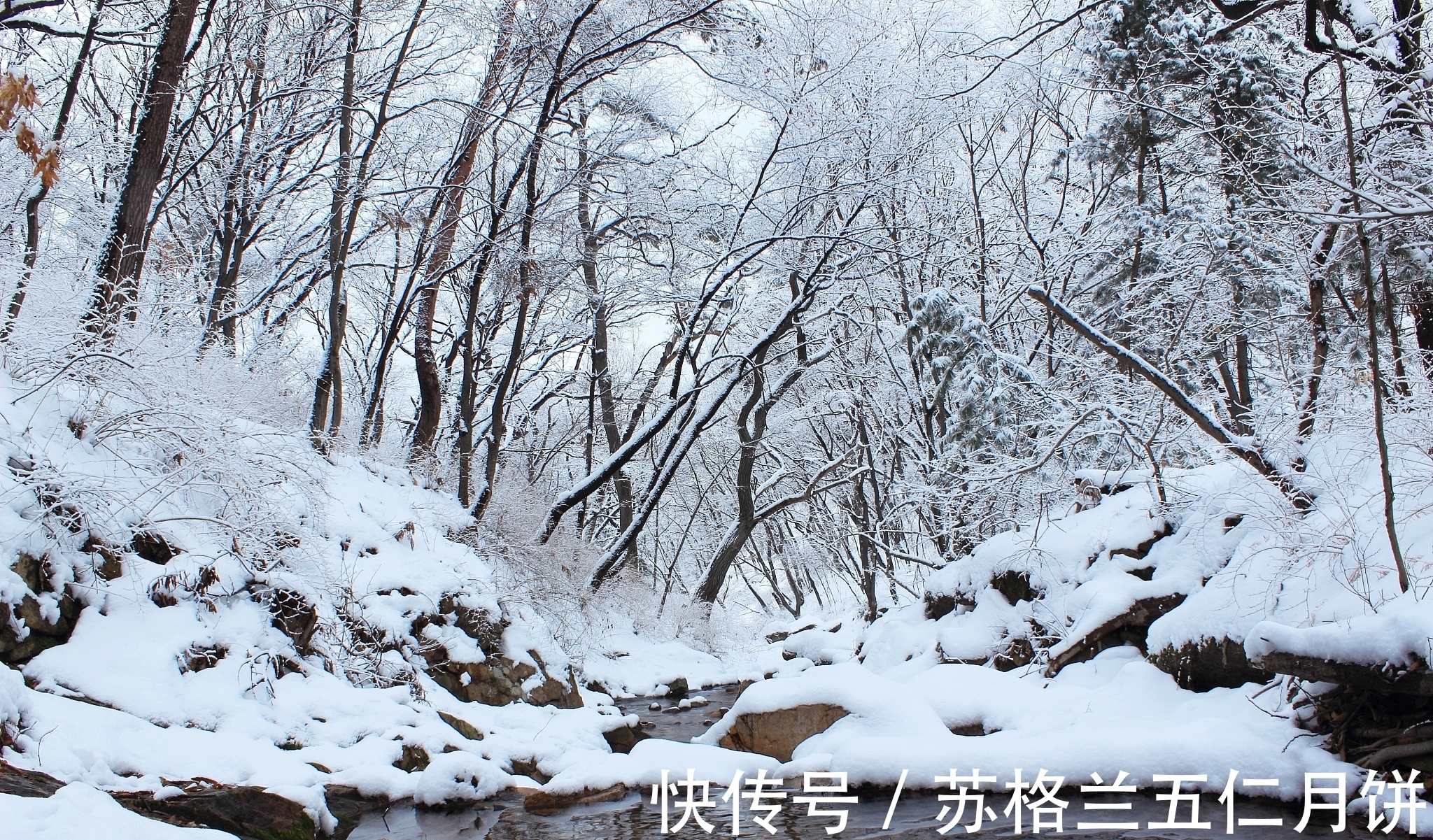 江烟！《小雪》唯美古诗荟萃，透视千古诗客雪中情怀