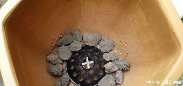 煤渣|捡点它垫在盆底，兰花养20年不烂根，盆栽兰花根肥壮撑爆盆