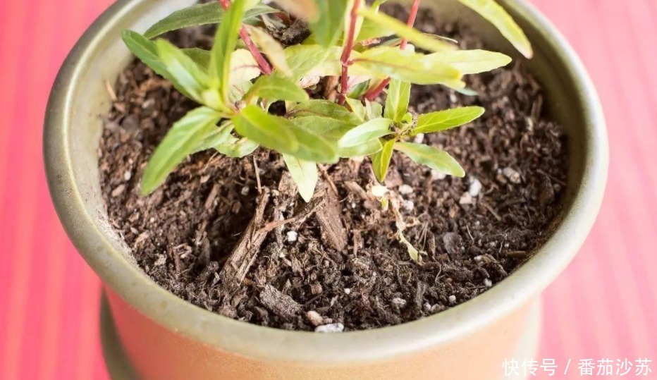 废土|养花旧土该不该扔,能不能“二次利用”?