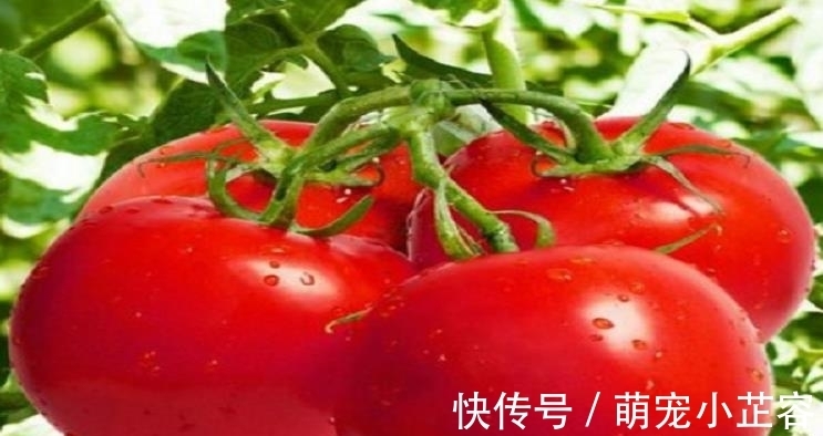 菜农|选西红柿时，挑圆的还是挑尖的，老菜农：牢记3点保证个个都好吃