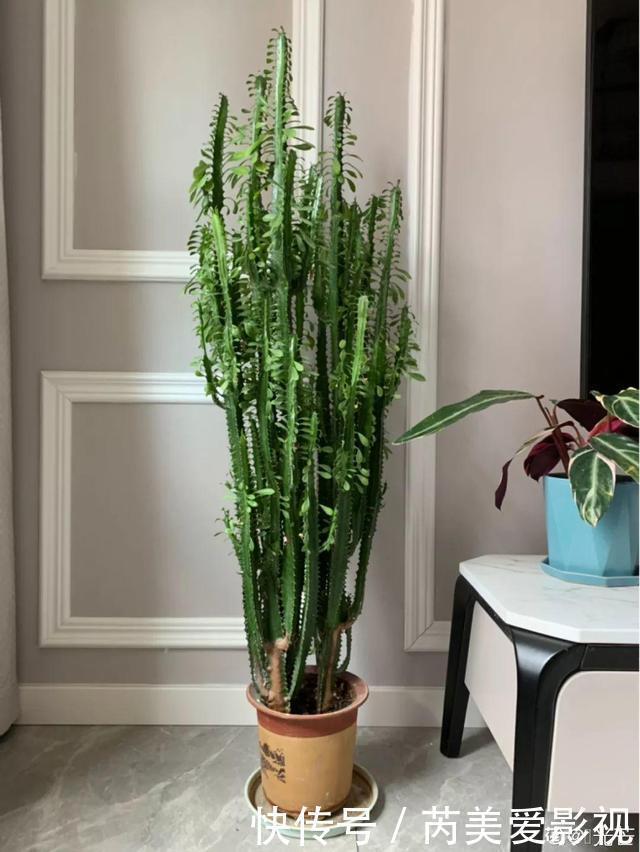 石斛兰|人养花，花也养人，这15种花，越养家里越干净