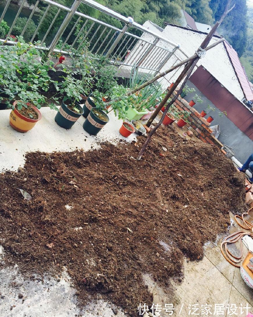 睡莲|旧土养花,简单一加工,肥效成倍,3种花谨慎用土,用了难养活