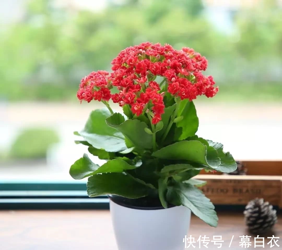 长寿花比较“懒”,喜静不宜动,别再好心办“坏事”了