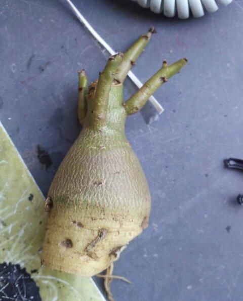  忽略|忽略了两个问题，沙漠玫瑰还没开花就掉落了