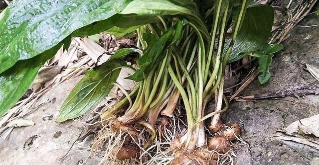 长在河边无人识，根却极为珍贵，人称“水三七”，别忽视