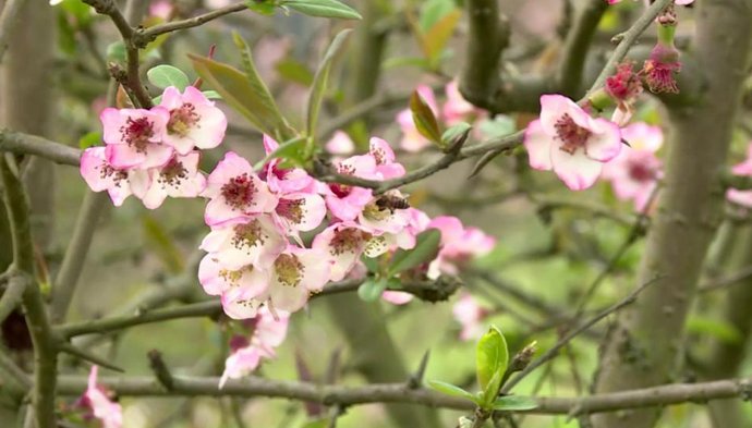 中年|綦江：初春时节赏花季 木瓜海棠俏争春