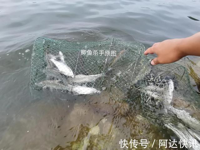 钓友|罕见！四川三岔湖“翘嘴鱼王”被人钓上岸，钓友反馈：抱不动啊