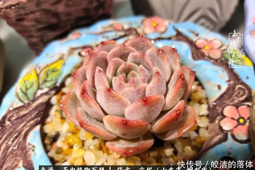 从无到有,四年坎坷多肉路,沉迷肉海难以自拔!