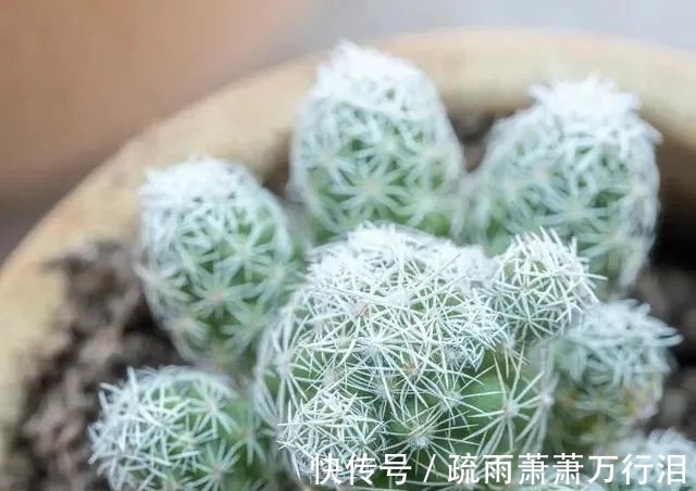 直射光|栽种多肉植物，不管状态如何，4大“原则”不要触碰！