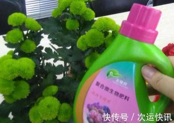 菊花不开花把握“2多一少”常剪枝,大花苞满枝头,又大又香