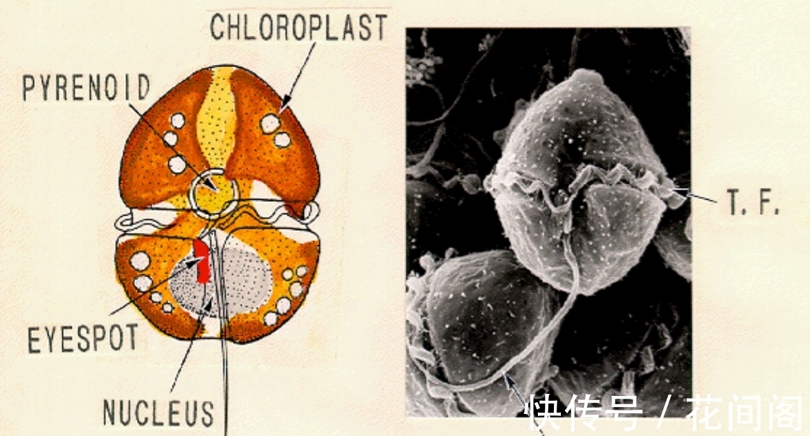 织纹螺|比眼镜蛇毒强80倍的剧毒,为何出现在吃了几十年的海鲜里?