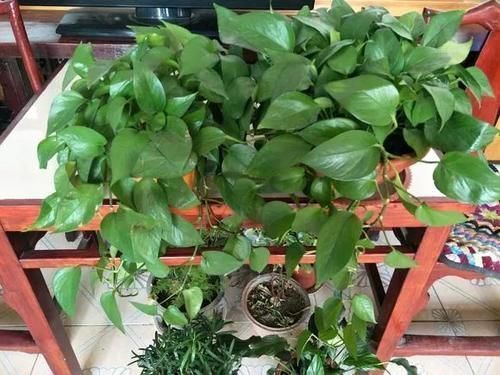 泡沫箱|冬天养花埋点它，开春就疯长，1年不施肥一样绿油油！