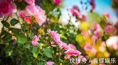 3种“懒人花”,给点阳光就“泛滥”,丢在一旁不管,也能开满天