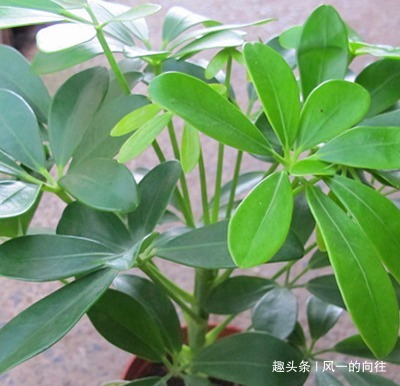 居家就养这三种绿植，既上档次又招财，好看又耐活