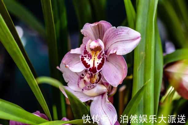 平剪|兰花开花后要如何修剪教你几招一年就疯长,年年开花爆盆!