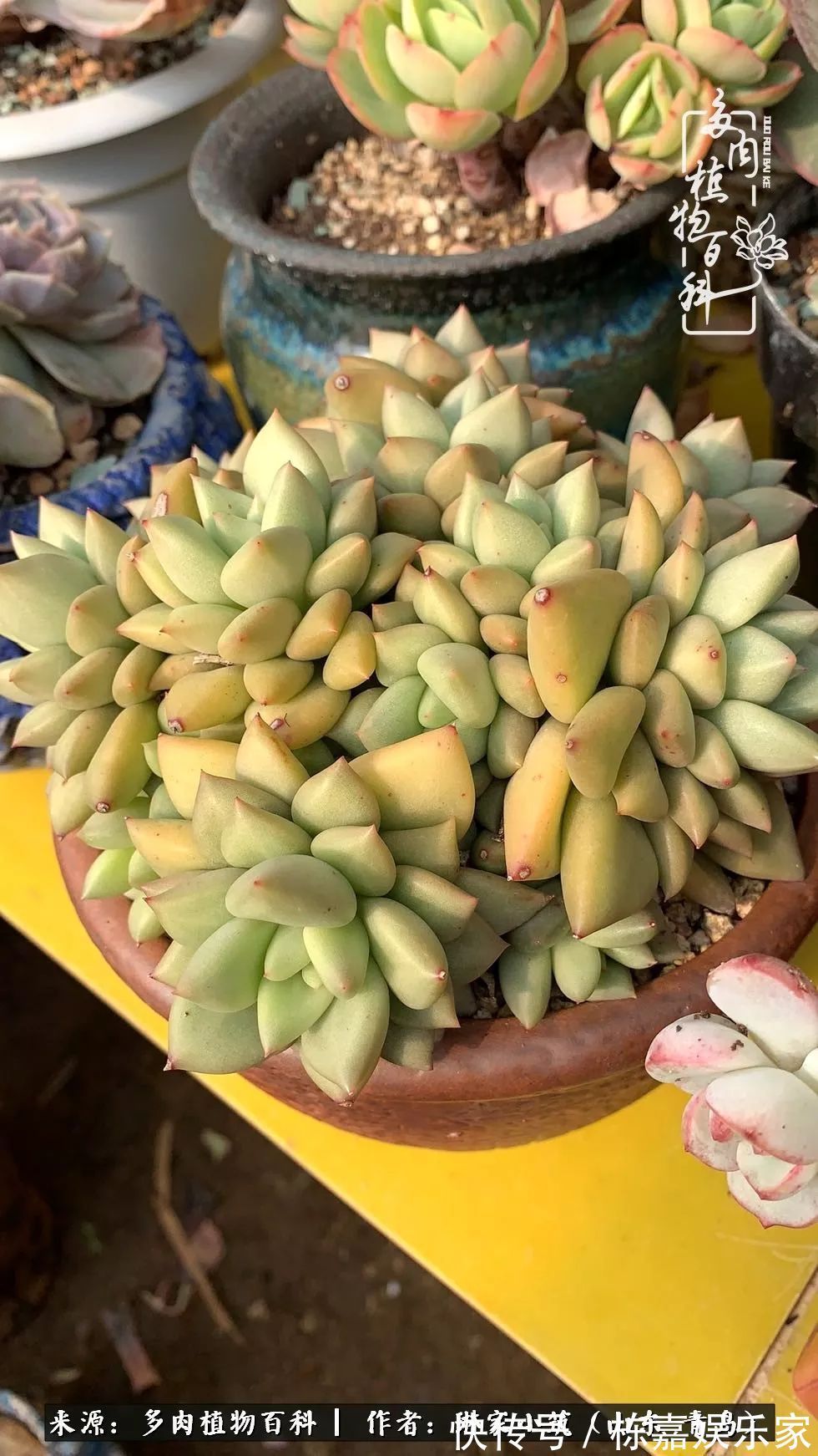 大棚|多肉住进暖棚,坦然越冬,放肆浇水,这个冬天有点甜!