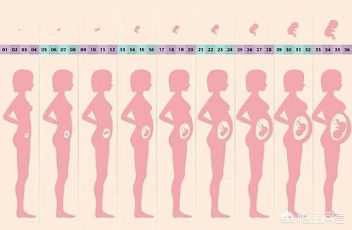 肚子|有的人怀孕6个月之后,肚子长的很快,为什么?