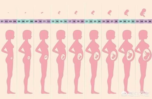 肚子|有的人怀孕6个月之后，肚子长的很快，为什么？