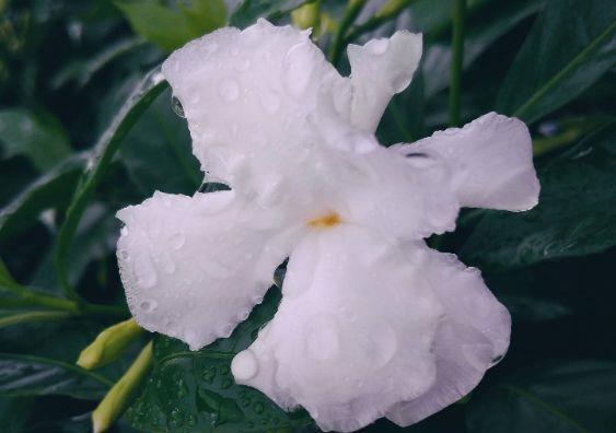  种花|4种花美得出奇，花期超级久，漂亮又好养