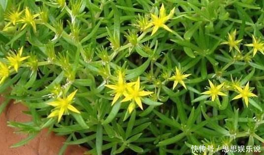 蹭蹭|喜欢生长在溪边的它,移栽回家当盆景,注重5点蹭蹭长爆盆