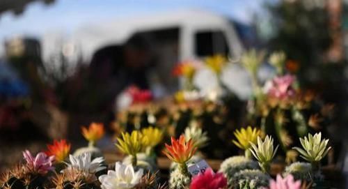  开花|仙人球不开花？多做三动作唤醒它，催出一圈芽开出层叠群花