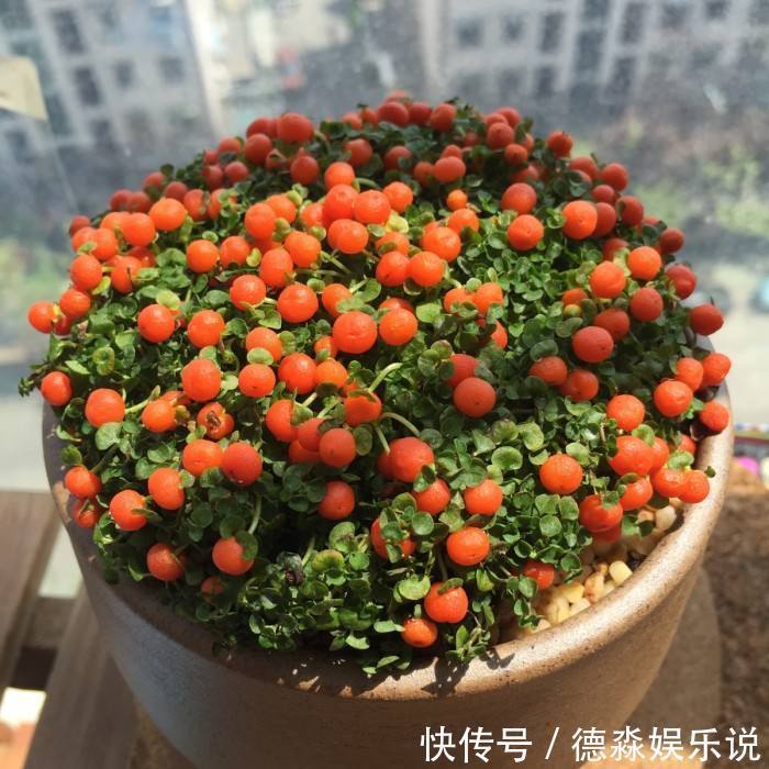 1种“花”，被称“花中玛瑙”，花大钱也买不到，养一盆值了