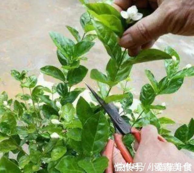 修剪|养好茉莉花，关键在一个“摘”，能开两个季度，白色花瓣挂满花盆