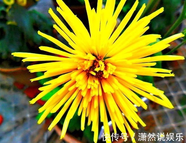 香梨|喜欢菊花，就养盆“珍稀名菊”黄香梨，看似黄金蝴蝶，偏偏起舞！