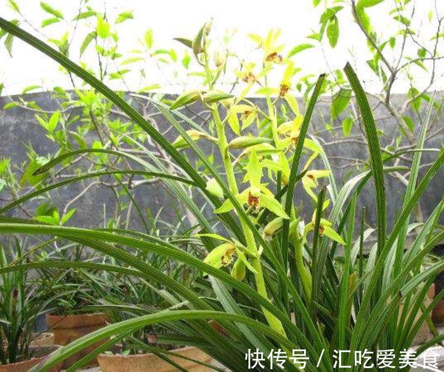 兰花发了芽一直不长,啥原因,咋解决