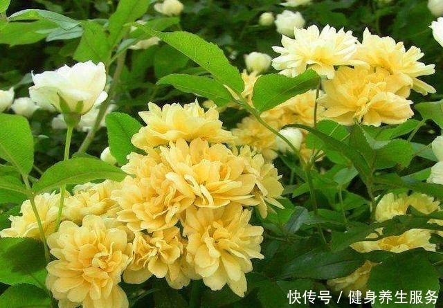 养花,就养“3盆花”,花量特别大,一棵繁殖多棵,人见人爱!