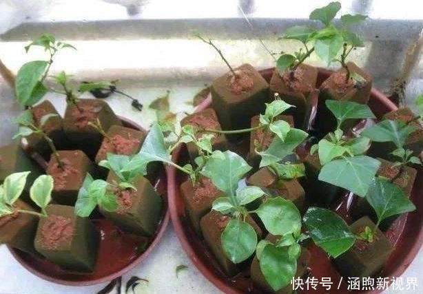 海绵|刷碗布、老丝瓜别扔了,垫在花盆底,叶子油亮,根系健康!