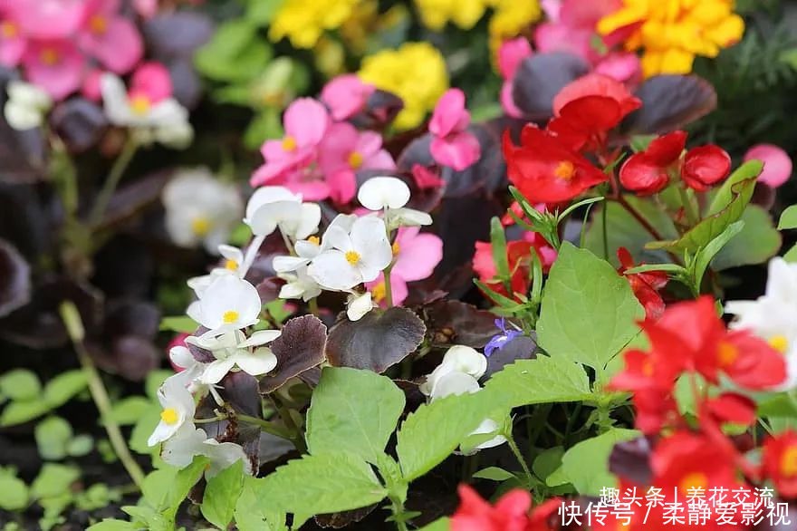 秋海棠盆栽养护问题解答,病虫害防护,不开花和新芽脱落解决方案