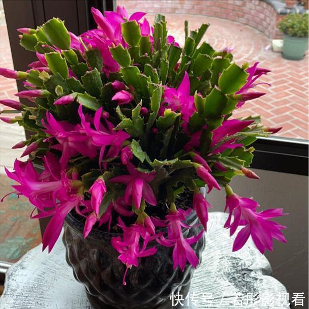 阳台上|蟹爪兰软趴趴?它有“6怕”,避开后,叶片硬如铁,开成大花树