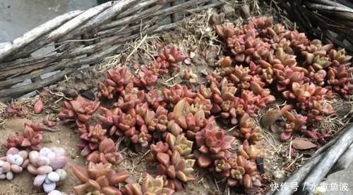 留下|不要的菜篮子扔还是不扔留下养多肉,掌握5步操作美翻天