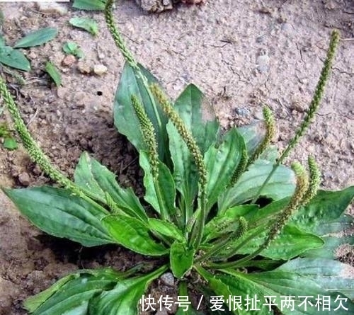 自然界中有些植物的“花序”为什么不尽相同,其中有什么秘密?