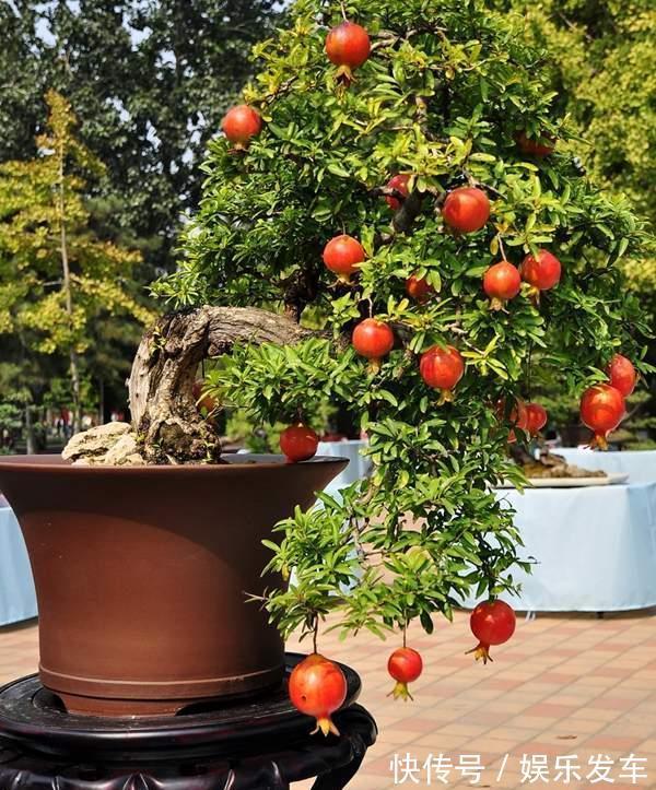 造型|4种“便宜花”,多修剪少浇水,养成高价盆景,价格翻倍