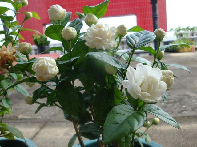 植株|绿萝再见了,1种“大花苞”茉莉,见土就活、开花多,比绿萝好养