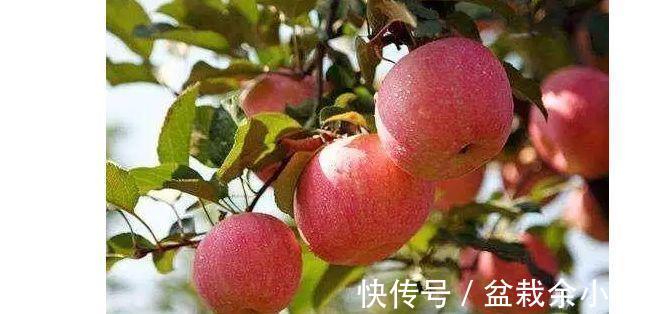 好处|女性不妨多吃3种食物,营养丰富、滋补身体,好处多多!