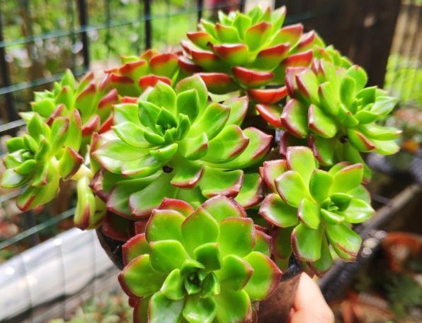 春天养护多肉植物,把根系修剪一下,重新种植后,叶片变肥厚!