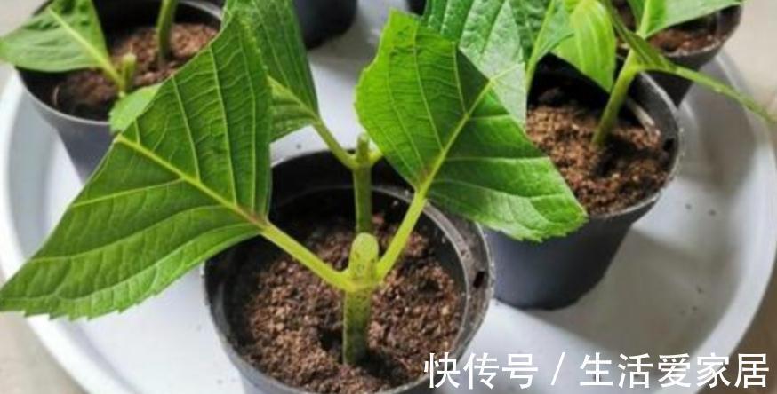 养花该怎么减少花销?扦插育苗,年年都能省下不少钱