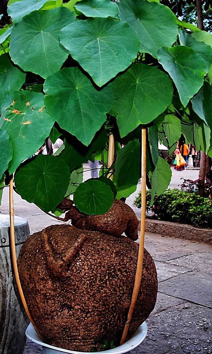 长命百岁的“植物乌龟”,铜钱叶子爬成“电视墙”,霸气金不换