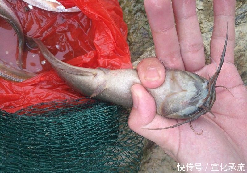 钓鱼|别人钓到鱼,你却钓不到,原因都在这里了,想知道的别错过