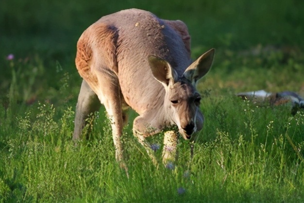 指甲|23个冷知识,可能让人产生怀疑,但却真实存在着