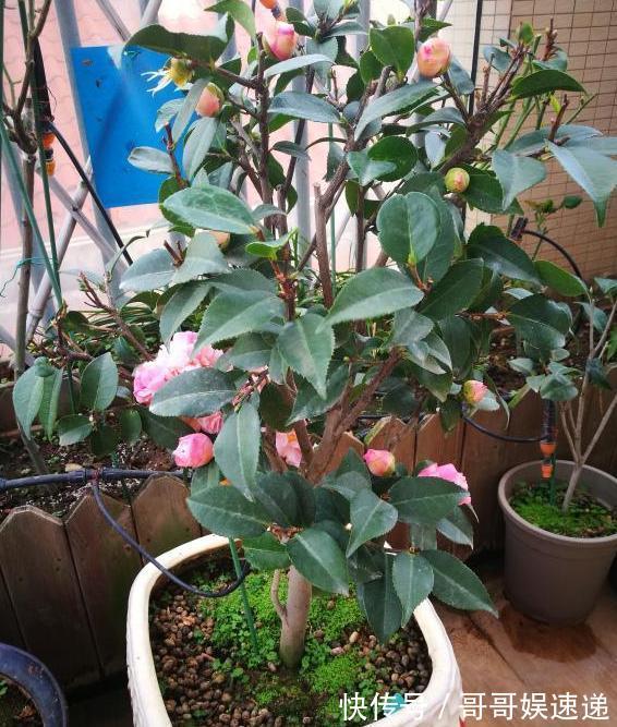 养殖茶花,盆栽里放上它们,保管枝叶繁茂长爆盆、嗖嗖窜花