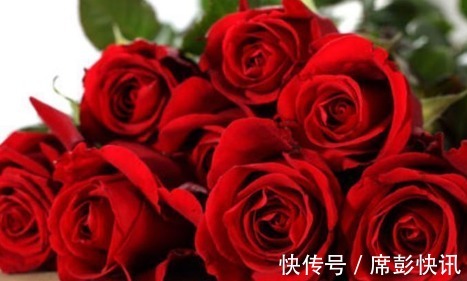 新手养花,不如养盆花中精品“黑魔术”,花开色如黑墨,高贵典雅