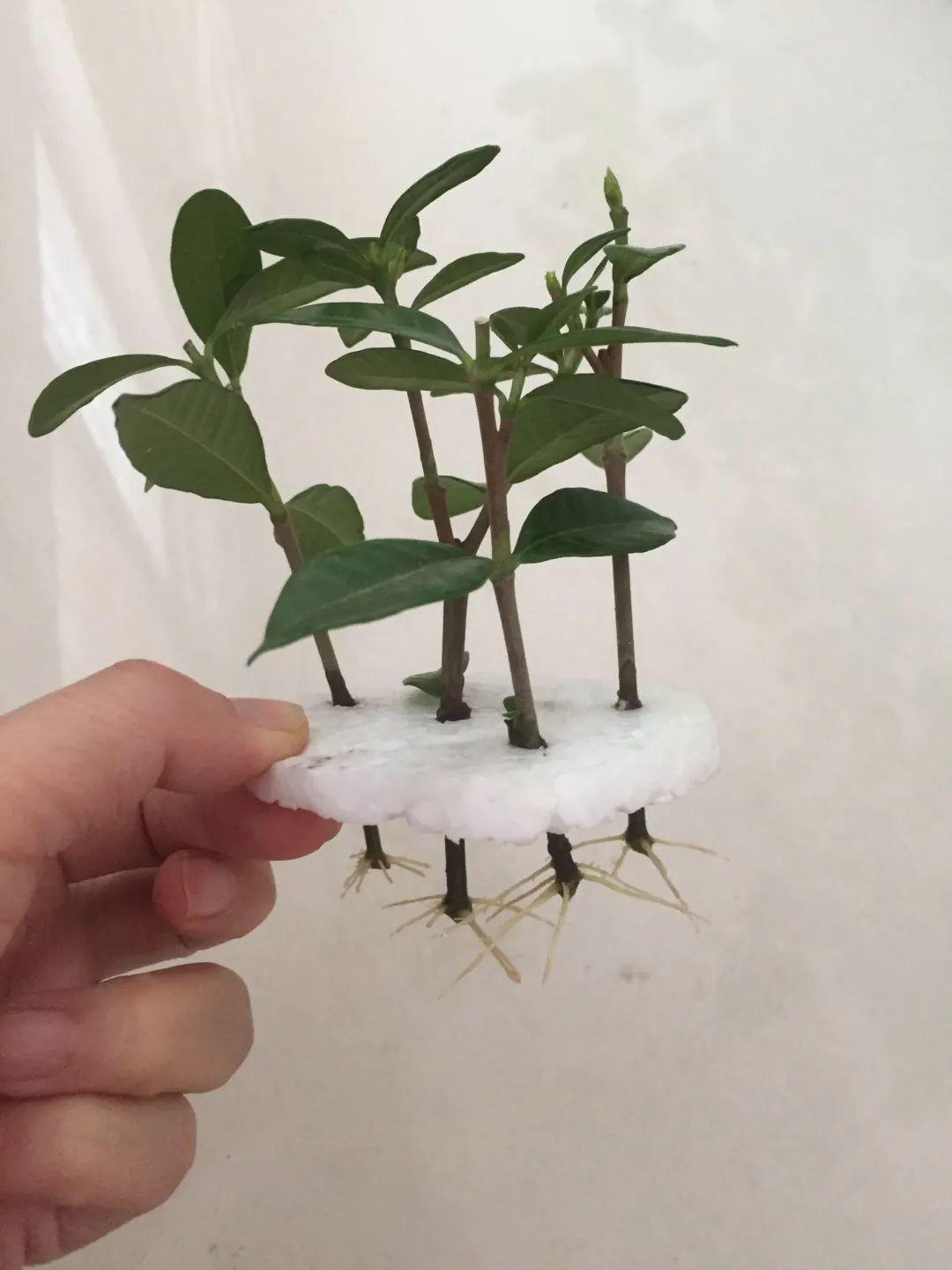 1个塑料瓶,居然有8种养花方法,省钱又好用!