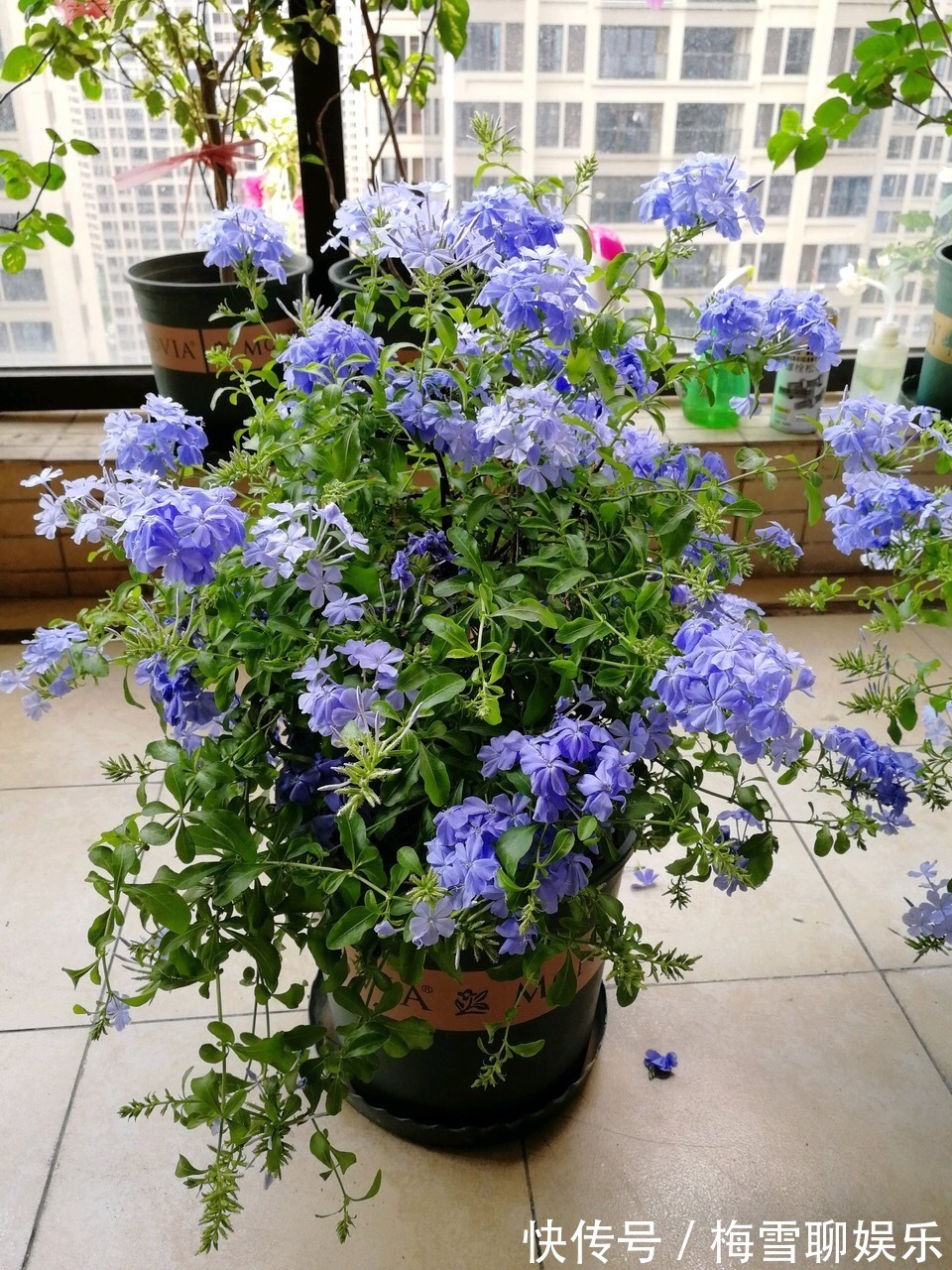 蓝雪花|九月中旬,1种花“长势猛”,剪一茬、开一茬,满枝都是花苞